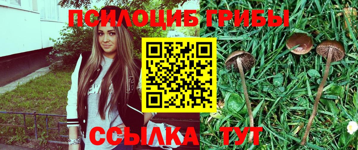 Галлюциногенные грибы Cubensis  Вход с VPN  Вологда  где продают   Псилоцибиновые грибы Psilocybine cubensis 